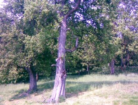 Blick vom Weg nach Töltschach Nr. 1 (Richtung Nord) zum Areal des Bühnentheaters hinter den Bäumen.